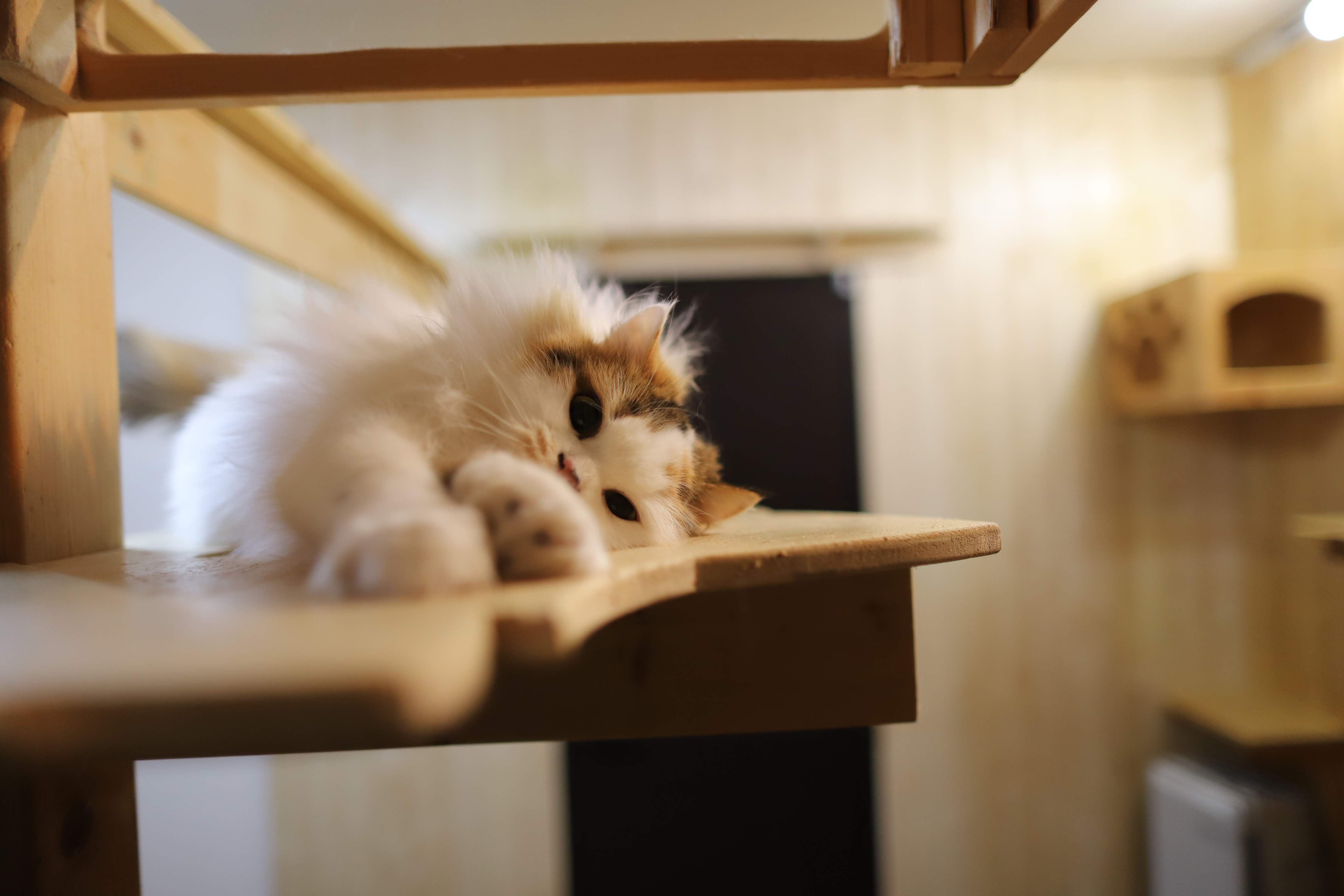 【休業中】ココネコ｜愛猫への情熱を凝縮した飼育記録